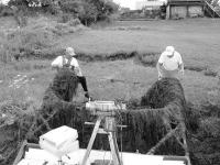 (L to R) Charlie Barry and Thad Bronson cut milfoil from the L.C.R.A. weed dredge boom on Thursday 7-13-06. In one pass the pair pulled 600 pounds of weeds from the lake bed near Lapham Bay boat launch.