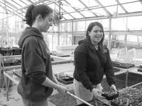 Plant and Animal Science class member Chelsea Drown and Tara Barber are working with other Middlebury FFA members to run the school greenhouse this spring.