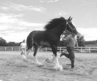 A Shire mare struts her stuff for the judge at the Draft Horse Show