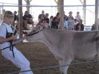    Showing how to remain calm under a stressful situation, this gal brings her calf into the ring an d for judging at Addison County Fair and Field Days on Thursday August 9th 2007.  Field days is about youngsters and their livestock and gives fairgoers a close look at the dedication and skill of these future farmers and growers. 