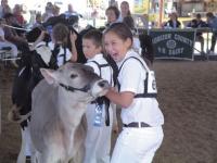 It was slow going at first but this calf finally decided to cooperate and face the judges at  Field Days.  Now that’s an accomplishment worth cheering about! 