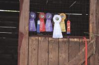 Ribbons on a horse stall tell a story of hard work, pride and accomplishment at Addison County Fair and Field Days.