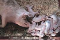 This group could care less about their reputation. They just wanted to take a nap in the Children’s Barnyard. How many are there?