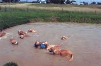 Peg Cobb’s Golden Retrievers Swim Team sure know how to beat the summer heat and have fun at the same time!