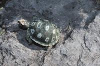 This life like clay tortoise seems to be enjoying a morning sun bath at Blue Seal Feeds in Brandon on Wednesday, August 29th, 2007.