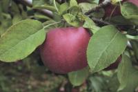    One of millions of apples ready for consumers at Addison County Orchards.  This one at Happy Valley Orchard near Middlebury reminds us that the season has arrived.  So visit your favorite orchard and enjoy some perfect picks yourself.