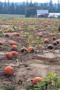 This crop is ready. Even with the dry weather they are big and healthy looking.