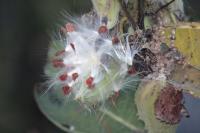 Milkweed seeds have burst from a pod on the bank of a near by stream. The autumn wind will help to find them a new place to grow for next year.