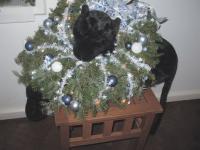 Courtyard Marriott displayed a very impressive wreath and a  panther to portray the very special look.