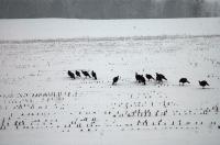 Deep snow cover has stressed wildlife in many parts of the country this
winter. These turkeys, in a Salisbury cornfield next to Route 7 during a
snow shower, seemed more concerned about finding corn than seeing cars.