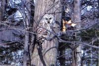 This Barred owl landed in a field next Rt 125 on Sunday 3-2-08. When Brenda pulled over to take his picture he flew up into the tree and posed for her.