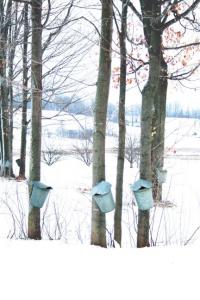    Maple sap buckets hang and collect during a quiet morning in Cornwall on Wednesday March 14th.