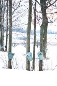 Maple sap buckets hang and collect during a quiet morning in Cornwall on Wednesday March 14th.