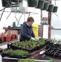 Nancy Edson works the soil around some of this year’s nursery stock at Sunset Hill Farms Garden & Nursery in West Cornwall Recently.
