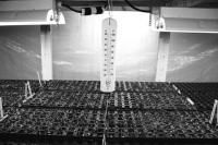 Seeds have become seedlings after germinating in Al Edson’s custom built seed incubator.