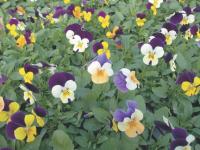 Sunrise Gardens in Shoreham is blooming with Pansies and more. Stop by and get a taste of spring!