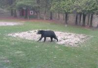Black bear wanders through a yard in Middlebury, and wonders why the vegetable garden isn’t rototilled yet.