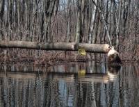 Beavers disregard posted land along Otter Creek. The critters can fell a large hardwood in a surprisingly short period of time. Their reading ability isn’t so good.
