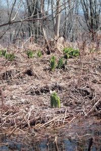 “Skunk Cabbage” begins to push up from the forest floor near Brandon swamp on Saturday, April 19, 2008.