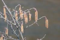 Willows have “tasseled” in Addison County as they graduate into spring. Warm temperatures and plenty of sun have helped.