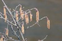    Willows have “tasseled” in Addison County as they graduate into spring.  Warm temperatures and plenty of sun have helped.