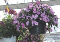 Great Hanging Baskets at Agway