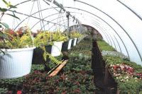 Working in her Greenhouse