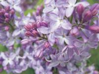Lilac bushes in Addison County are beginning to bloom. Can warm summer days be too far away?