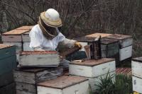 In Shoreham Vermont, Stephen G. Parise of the Vermont Agency of Agriculture inspects bee colonies for strength and diseases. These bees belong to Singing Bees Apiaries owned by Rolland Smith. Parise reports that these bees appear strong and healthy.