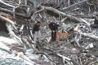 Dog handlers look over spot where two K-9s “Alerted” on Tuesday afternoon May 27th, 2008. Middlebury Police Chief Tom Hanley and Vermont State Police Lt. Jocelyn Stohl found what they suspected the body of the missing college student Nick Garza earlier in the day lodged underneath driftwood at this spot along Otter Creek, below the falls in Middlebury. A recovery operation followed.