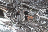 Dog handlers look over spot where two K-9s “Alerted” on Tuesday afternoon May 27th, 2008. Middlebury Police Chief Tom Hanley and Vermont State Police Lt. Jocelyn Stohl found what they suspected the body of the missing college student Nick Garza earlier in the day lodged underneath driftwood at this spot along Otter Creek, below the falls in Middlebury. A recovery operation followed. 