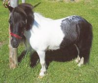 Enana is a Falabella mare who came
from the original Argentinean herd. She
is 26 inches tall and has a wonderful
disposition with children, animals and
tasks asked of her.