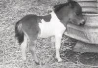 Showing the size of the babies is Willow a ½ Falabella
who is about a week old in this photo. Notice the size of the water tub in perspective.