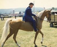 Juna Perlee rides Rosealee, a registered American Saddlebred and Palomino at a
local horse show.