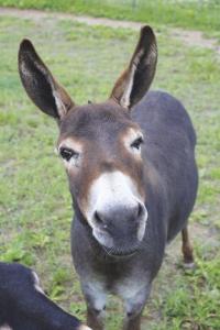 More than just a face that anyone could love, Mediterranean Miniature Donkeys are a proud part of the agricultural tradition of Addison County.