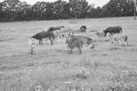Kicking up their heels, the 2009 crop of babies romp with their mothers in the Reed’s fields in Addison.