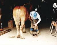 Tools of the trade and a man with patience and skill. Shoeing horses with Bill Oosterman 