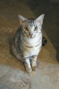 Meet “Hank”, officially called Spots O’Lots Abenaki, a Chocolate Spot Ocicat who lives with his family in Ferrisburgh, Vermont. Posing for the camera, Hank seems to know that he is a rarity on the Vermont feline scene.