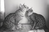 Bill, the Ocicat family photo ham is a chocolate silver and Simba, a chocolate silver Ocicat watch with interest their owner Gloria Warden move toward the kitchen and some treats.