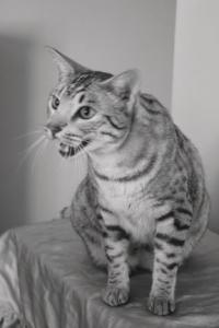 While there is no wild cat DNA in the breed, the Ocicat brings to mind the power of  the cats of the wild and each possesses its own unique spot pattern and color. Owner Gloria Warden feels, “ I can’t ever see myself without owning an Ocicat. They are a wonderful companions. Never a dull moment with an Oci around.”