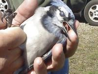 While most Vermonters recognize the Blue Jay, few ever see it this close up and can marvel at the fierce colors of the bird and the fierce disposition. In addition to seeing birds of prey, there were many Black Capped Chickadees to see.