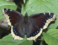 Early in mid April, begin looking for this beautiful early spring butterfly.