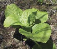 Use your nose and your eyes to catch first sight of this plant that ushers in a Vermont spring, Skunk Weed.
