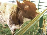 This bovine seems to know that the town is watching and she is looking back at them.