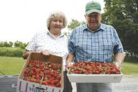 Jeanne and Bruce Johnson of Rochester, Vt. enjoyed terrific strawberry picking at Douglas Orchards in Shoreham on Friday, June 18th, 2011. “We had a great day,” Jeanne explained and Bruce added “the breeze was just enough to keep you cool and keep any bugs away.”  Douglas Orchards has been a family tradition for hundreds of Vermonters year after year, and look a that healthy fruit!