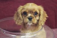 Introducing Rhuberry: a Cavalier King Spaniel and her friends at Comfort Hill Kennel