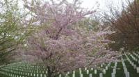 Famed around the world, cherry blossoms were the treat for the visitors.