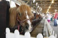 Miniature horse mugs for the camera as stablemates seem to enjoy some attention at Field Days this year. The animal access at Addison County Fair & Field Days has always been a huge success. People from many miles away flock to the fair annually to enjoy the experience.