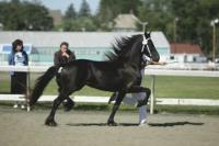 Gliding around the show ring, this Middlebrook Friesian showcases the goals of the Deboer family, which is staying true to the magnificent heritage of the breed and breeding sport horses geared to meet the needs of the family or owner. 