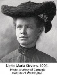 Ahead of her time and leading the pack, Vermonter Nettie Maria Stevens earned her degrees and her place in the history of the study of cell structure.